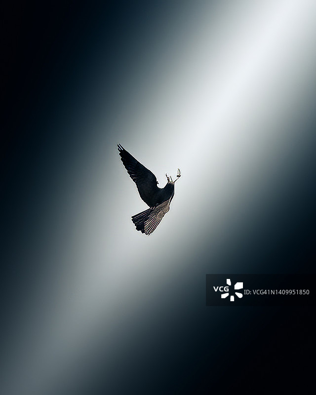 埃莉诺拉隼（Falco eleonorae）捕食昆虫，鸟类摄影，野生动物图片素材