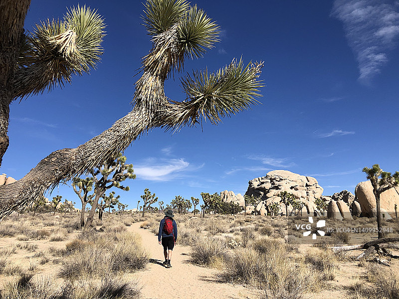 在约书亚树国家公园徒步的男人图片素材