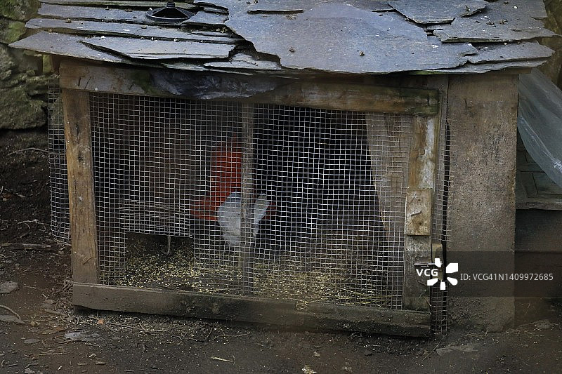 乡村鸡舍与母鸡和公鸡图片素材