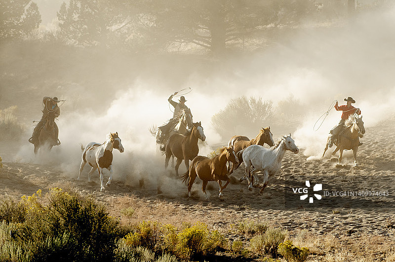 骑马放牧图片素材