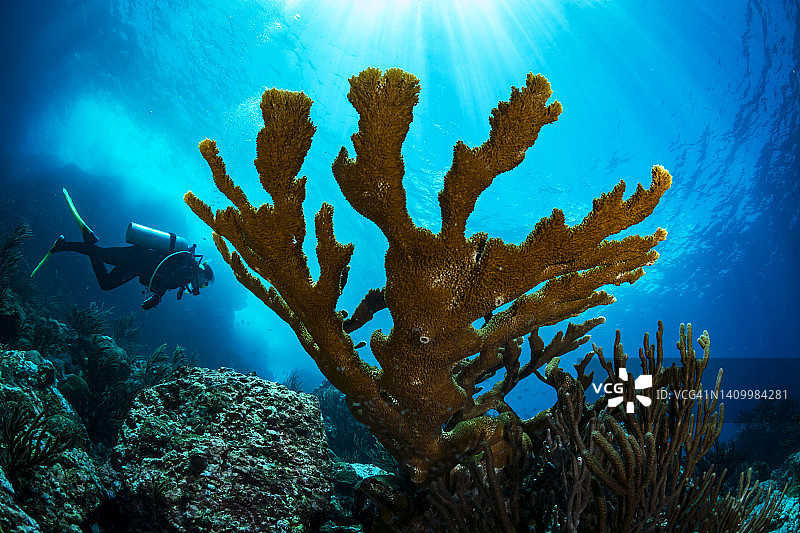 鹿角珊瑚与潜水员图片素材