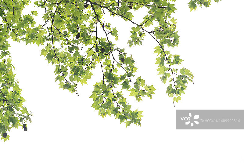 春天阳光下的公园里的悬铃木图片素材