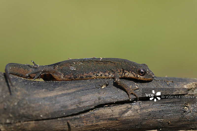 湿地中的光滑新蝾螈图片素材