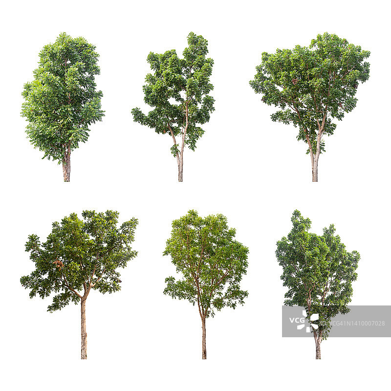 白色背景上的绿树素材（含裁剪路径）图片素材