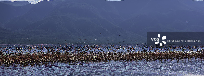 在博戈里亚湖觅食的火烈鸟图片素材