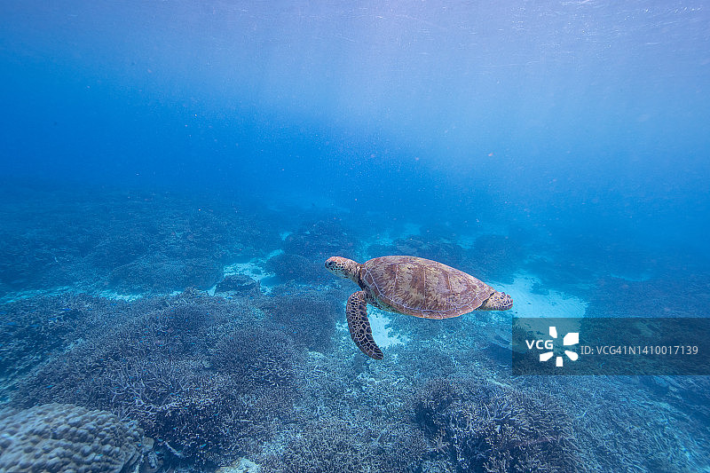 海龟图片素材