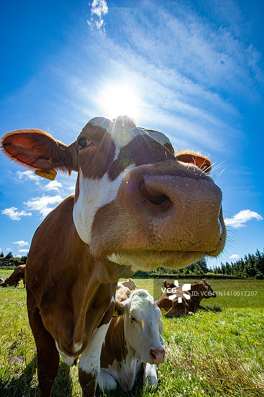 风力发电场附近的好奇奶牛图片素材