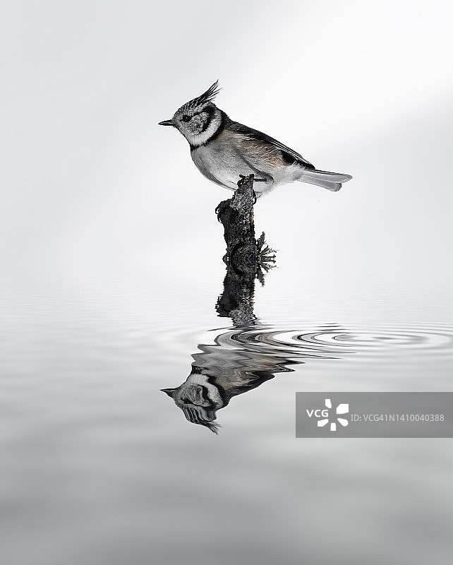 凤头山雀栖息在水面之上的树枝上（特写）图片素材