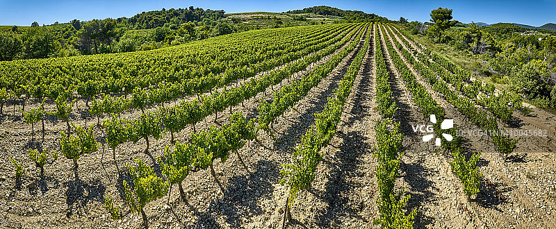 法国德龙省普罗旺斯葡萄园图片素材