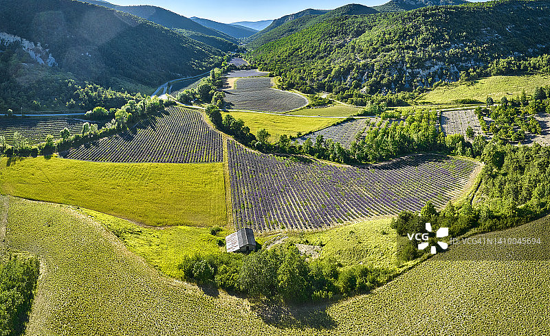 法国德龙普罗旺斯农业山谷的薰衣草图片素材
