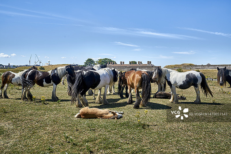 英国埃塞克斯草甸上的夏尔马群图片素材