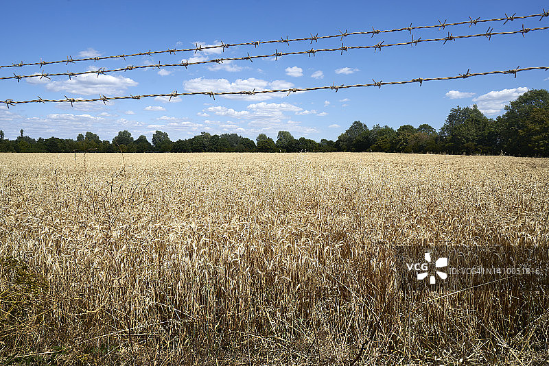 英国埃塞克斯郡东南部的麦田图片素材