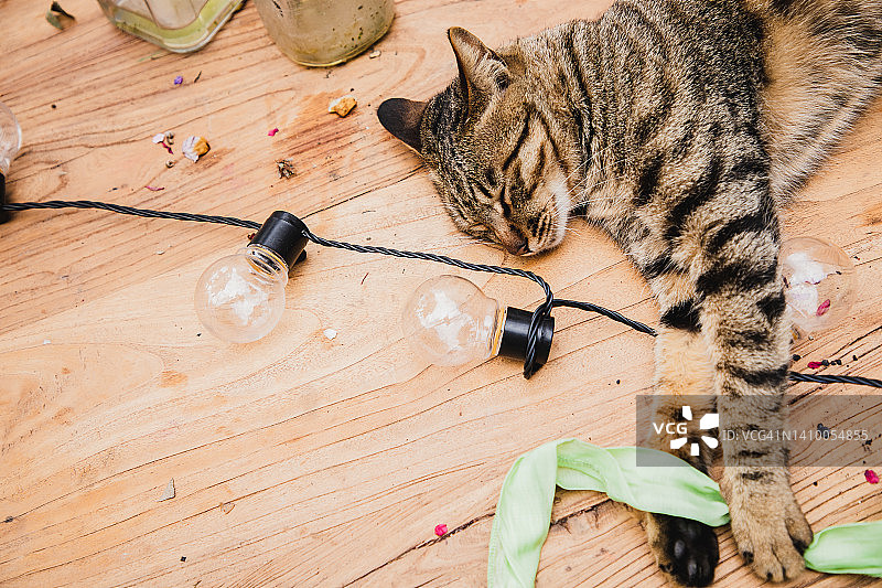 猫咪趴在桌子上，像喝醉了一样图片素材