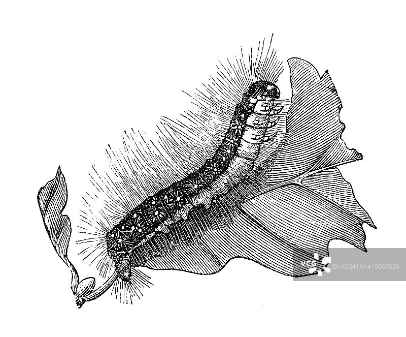 老式雕刻昆虫学插图：栎树 processionary 蛾图片素材