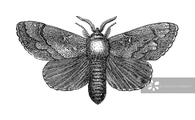 昆虫学老式雕刻插图：松树蛾图片素材