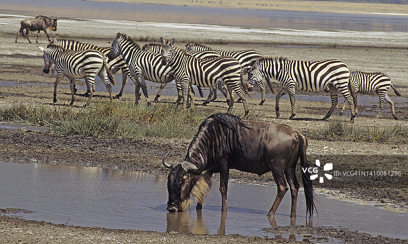 非洲水坑：角马和草原斑马图片素材