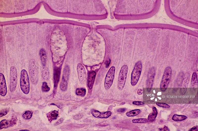 组织学：小肠回肠柱状上皮细胞和杯状细胞显微图（250倍）图片素材