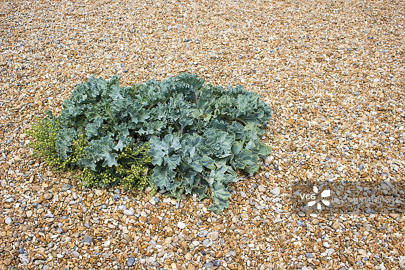 海甘蓝图片素材
