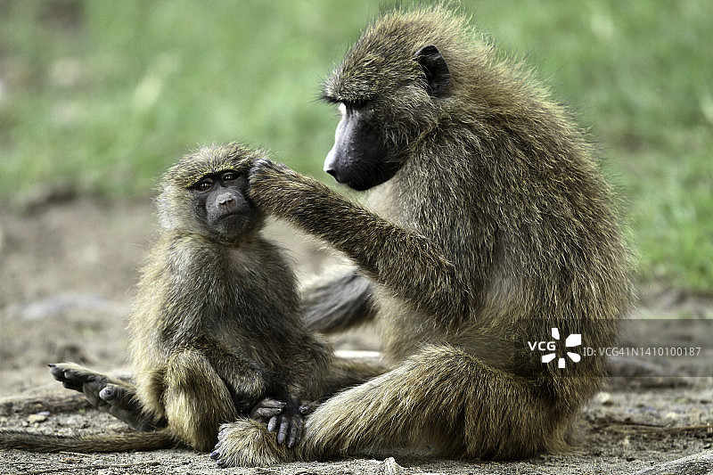 肯尼亚，纳库鲁湖国家公园里的非洲狒狒图片素材