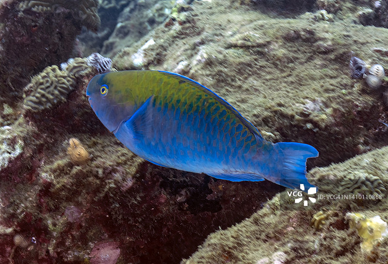 蓝色鹦嘴鱼图片素材