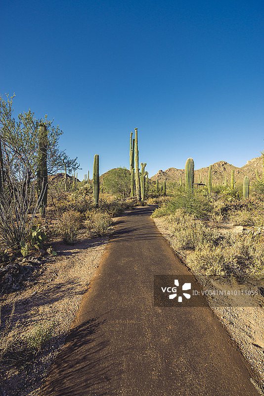 萨瓜罗国家公园图片素材