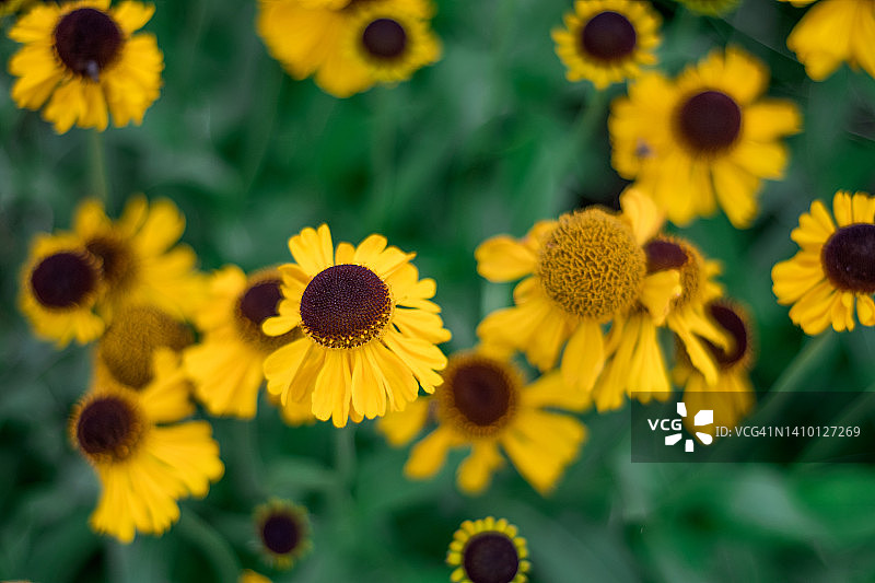 轩尼菊“主教”花卉图片素材