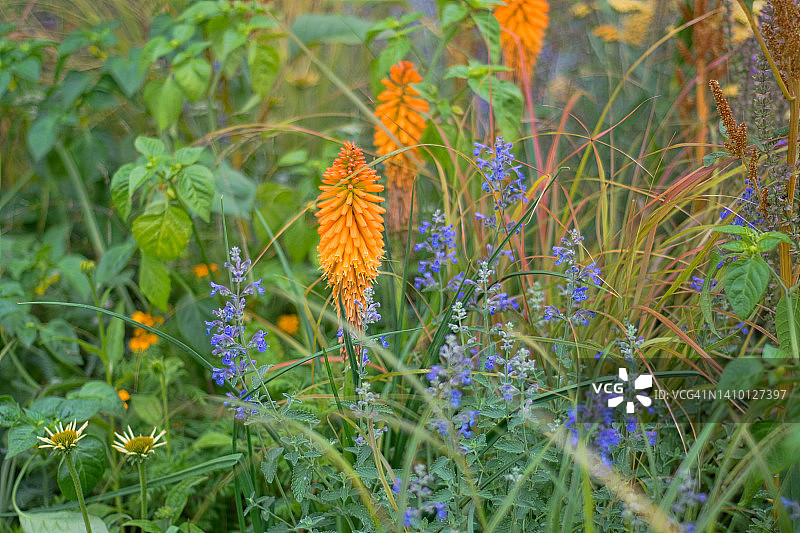 火把百合花图片素材