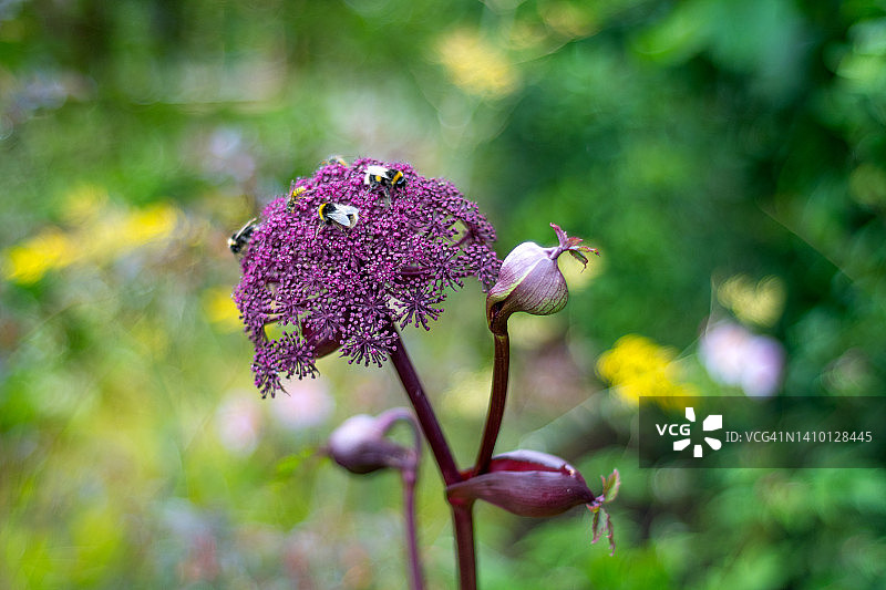 朝鲜当归花图片素材