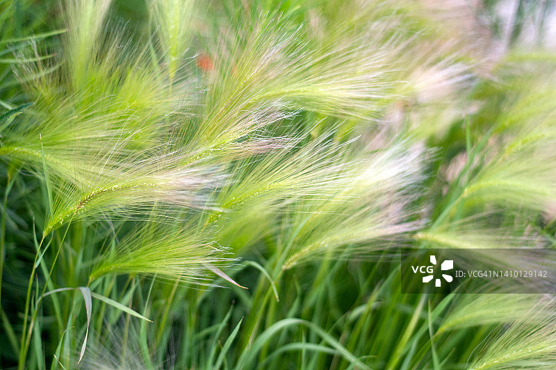 观赏松鼠草图片素材