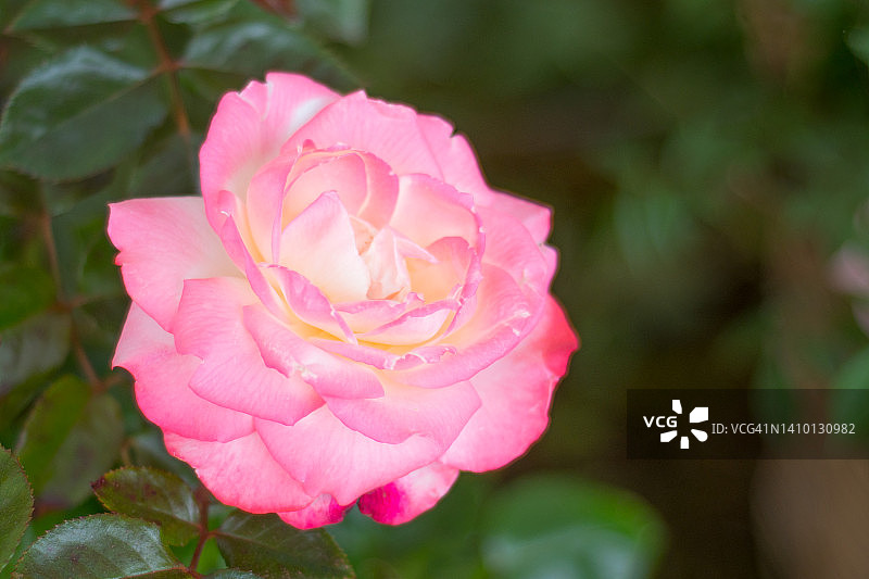 德拉尼姐妹壮花月季图片素材