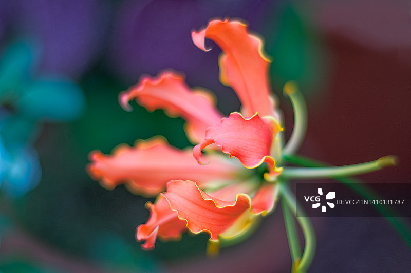 桔色嘉兰百合花图片素材