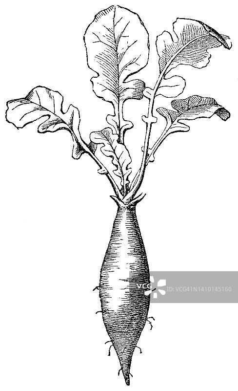 19世纪萝卜蔬菜（Raphanus Sativus var. Longipinnatus）主根和分枝根结构图片素材