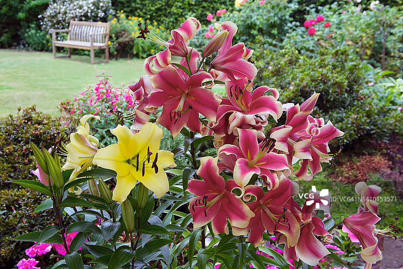英国花园中盛开的香水百合图片素材