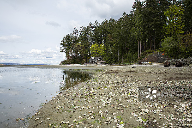 太平洋西北部华盛顿莱克贝，卡尔海湾海岸线景观与沙滩上的牡蛎图片素材