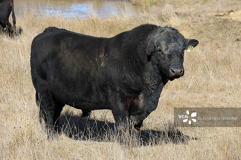 黑牛图片素材