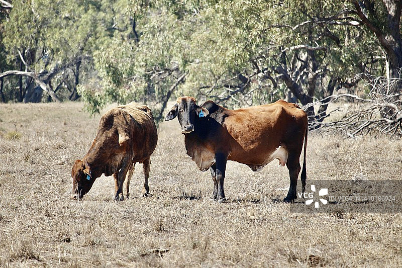 干燥草地上的奶牛图片素材