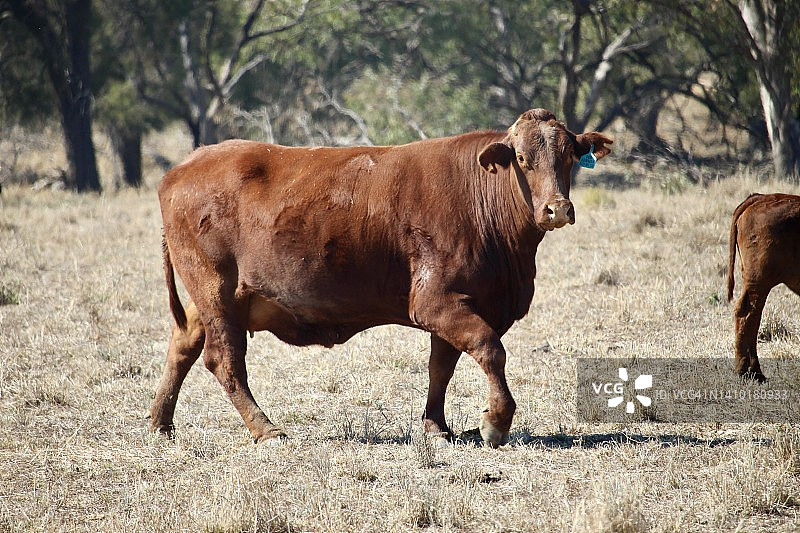 圣格特鲁迪斯牛图片素材