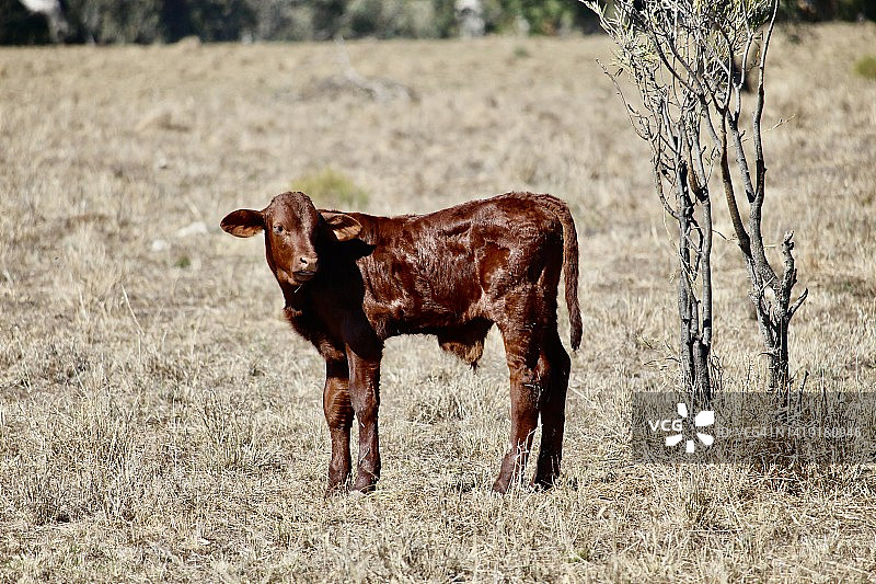 新生小牛图片素材