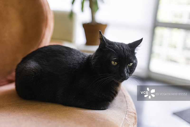 孟买黑猫在最喜欢的沙发上放松图片素材