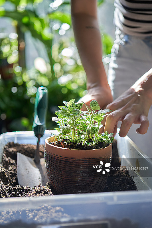 一位年轻女子将花移植到赤陶盆中。手中拿着带着泥土和根的花。图片素材