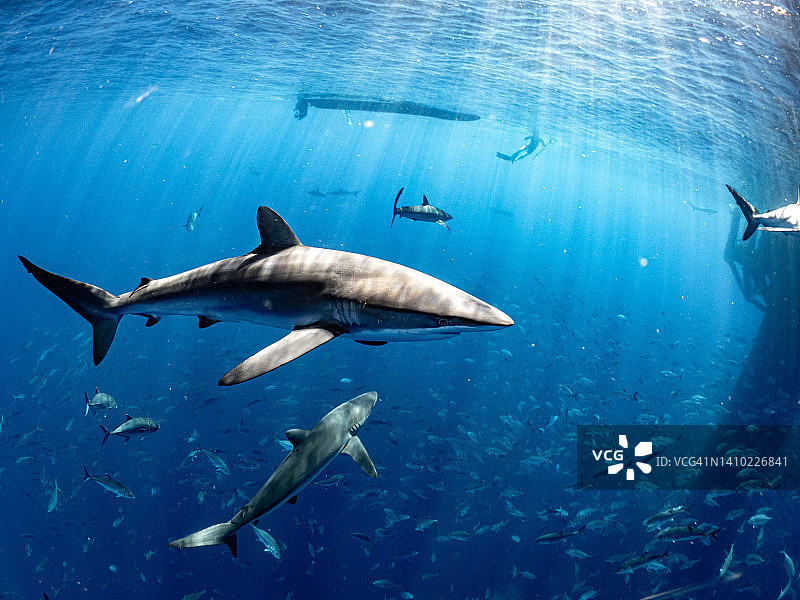 镰状真鲨图片素材