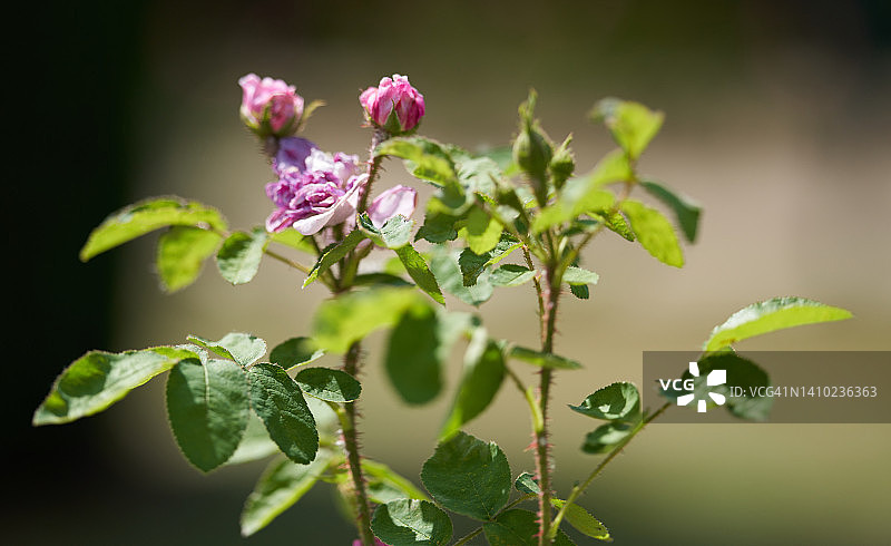 安茹的勒内·德·莫斯玫瑰图片素材