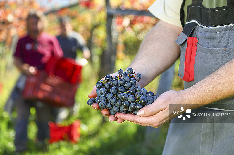收获季手持葡萄图片素材