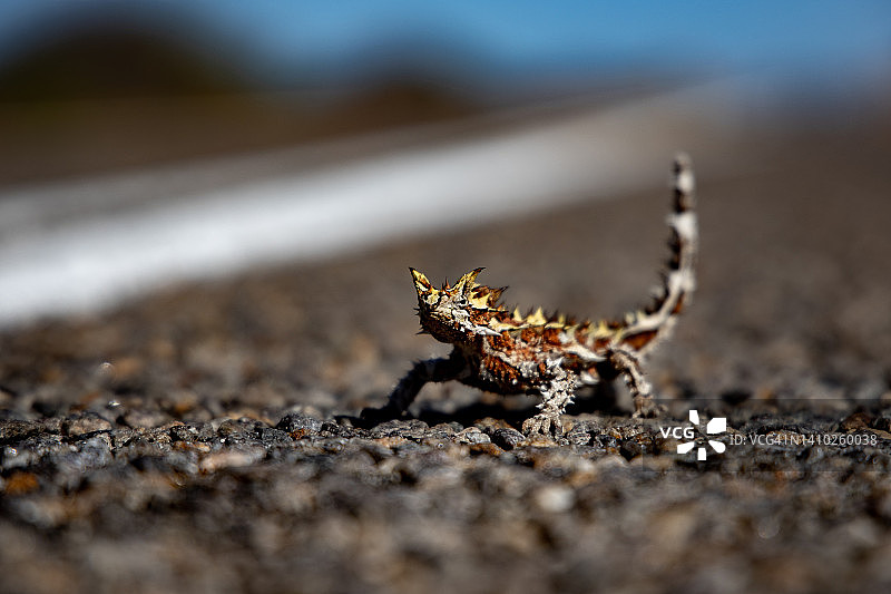 路之王图片素材