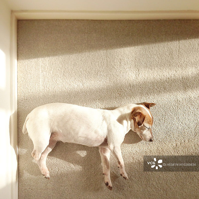 老年犬在睡觉图片素材