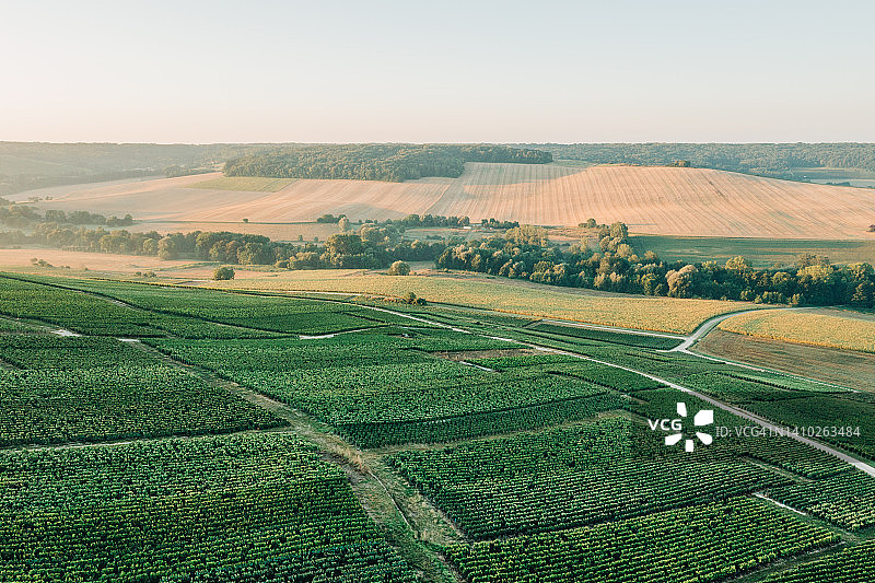 日出时分的法国香槟产区葡萄园图片素材