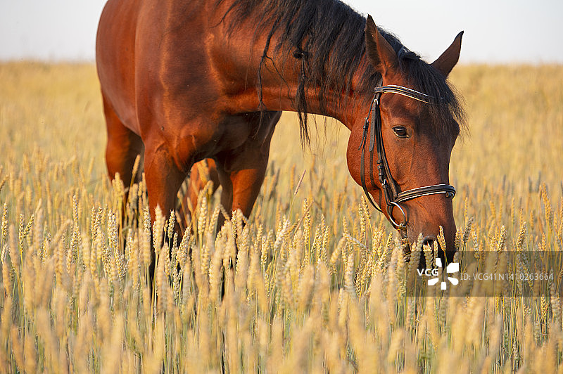 傍晚时分在麦田里吃草的枣红色马的特写图片素材