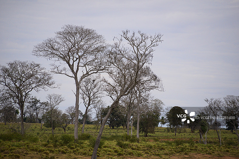 巴西南马托格罗索州潘塔纳尔湿地的森林、泻湖、河流和鲜花图片素材