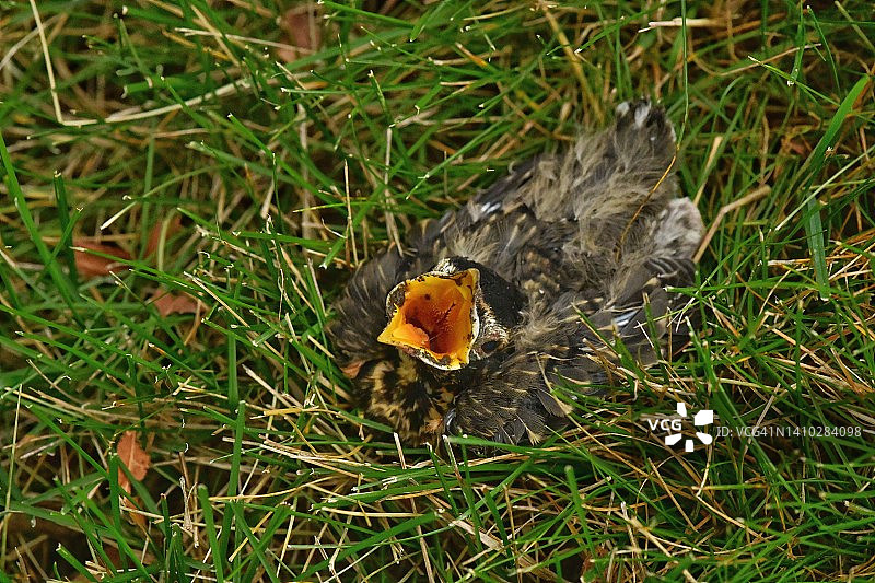 草地上的小知更鸟图片素材
