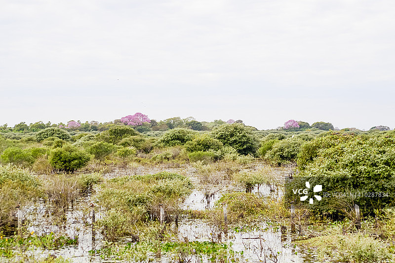 巴西南马托格罗索州潘塔纳尔湿地的森林、泻湖、河流和鲜花图片素材